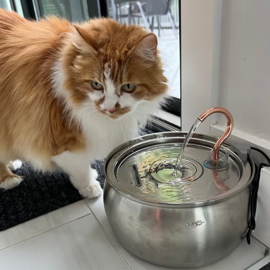 Vandfontæne til katte