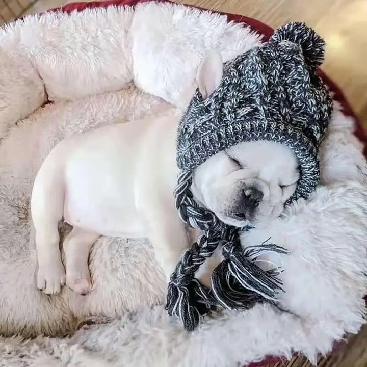 Dog winter hat