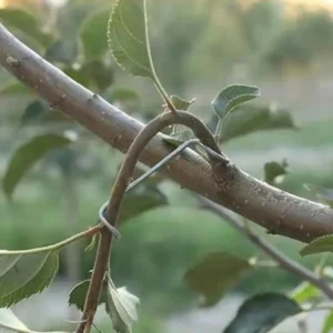 Branch fixators